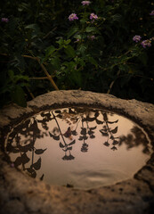 reflections in a water-filled stone pot