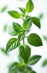 Close-up shot of fresh green mint leaves on branch against white background. Aromatic spearmint herb for culinary use, tea or essential oil production. Natural, organic ingredient.