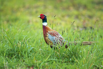 Male ringneck pheasant with bright vibrant colors walking in the green grass 