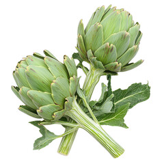 Obraz premium Fresh Artichokes on a White Background with Green Leaves