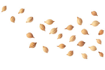 Flying coriander seeds isolated on transparent or white background, png