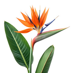 strelitzia flower isolated on transparent background. generative ai 