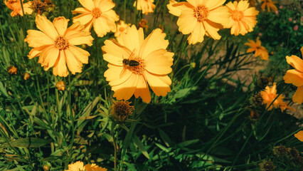 Bees gather nectar from vibrant yellow flowers in a sunny garden, creating a lively atmosphere filled with color and nature's sounds.