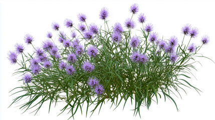Naklejka premium Blazing Starflower (Liatris Spicata) with Tall Spikes of Tiny Purple Flowers