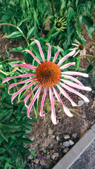 Colorful echinacea flowers with striking pink petals bloom abundantly in a verdant garden under bright sunlight during a summer afternoon.