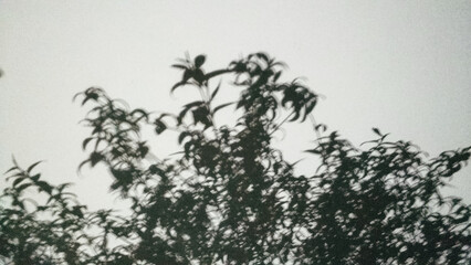 Shadows of dark green leaves are visible against a cloudy gray sky, creating a tranquil atmosphere...
