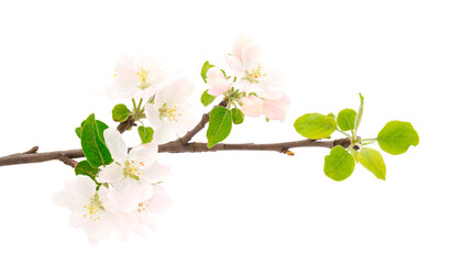 Flowering branch of apples.