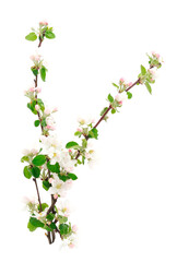 Flowering branch of apples.