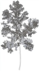 Obraz premium Monochromatic Detailed Leaf Art: Intricate Veins and Structure