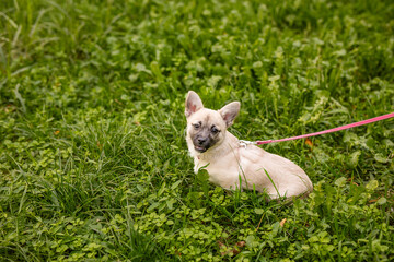 Mixed breed dog of a pug and toy terrier walking on a bright green clover lawn