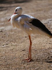 beautiful white stork