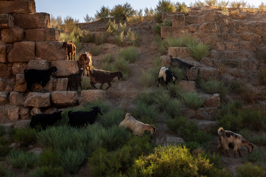 goats and sheep climbing on the ruins of old biblical Haran in Turkey