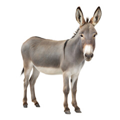 Fototapeta premium Donkey AI Generated Image