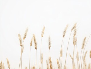 Wheat stalks against a white background
