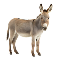 Fototapeta premium Donkey AI Generated Image