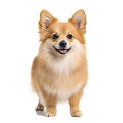 Dorgi AI Generated Image