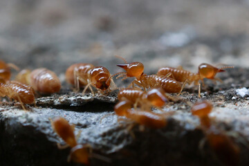 Termites are small insects that live in underground nests and termite mounds. Termites can consume wooden structures of a house and other parts such as wooden floors, windows, doors, and furniture.