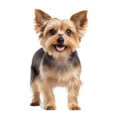 Dorkie AI Generated Image