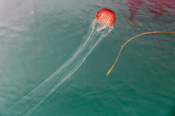 A beautiful jellyfish of orange color and red stripes with long tentacles swimming among translucent jellyfish in the green seawater of Seto Inland Sea in Japan
Chrysaora melanaster,  brown jellyfish