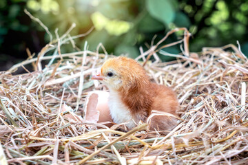 Newborn Rhode Island Red chicks with eggshells in straw nest in background Trees, bushes, green leaves of husbandry natural chicken lifestyle in garden organic farming.