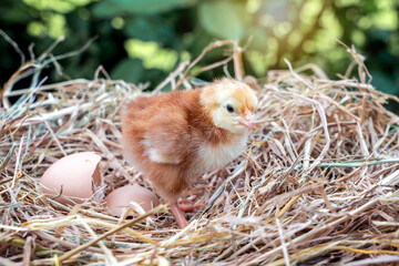 Newborn Rhode Island Red chicks with eggshells in straw nest in background Trees, bushes, green leaves of husbandry natural chicken lifestyle in garden organic farming.