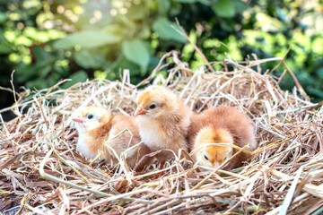 Group of Newborn Rhode Island Red chicks in straw nest in background Trees, bushes, green leaves of husbandry natural chicken lifestyle in garden organic farming.