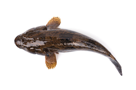 Freshwater fish live in natural water sources in Thailand, both still and flowing water. Sand Marbled Sleeper Goby - Oxyeleotris marmorata Bleeker, isolated on white background.
