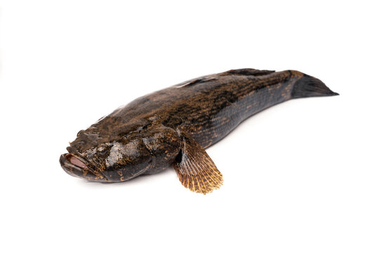Freshwater fish live in natural water sources in Thailand, both still and flowing water. Sand Marbled Sleeper Goby - Oxyeleotris marmorata Bleeker, isolated on white background.