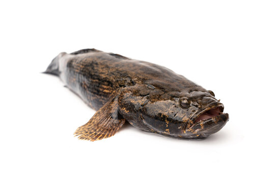 Freshwater fish live in natural water sources in Thailand, both still and flowing water. Sand Marbled Sleeper Goby - Oxyeleotris marmorata Bleeker, isolated on white background.