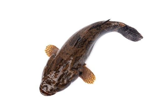 Freshwater fish live in natural water sources in Thailand, both still and flowing water. Sand Marbled Sleeper Goby - Oxyeleotris marmorata Bleeker, isolated on white background.