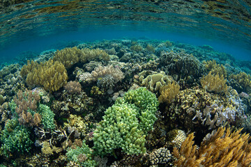 A healthy coral reef grows in extremely shallow water near Tanjung Flesko, North Sulawesi. This area, near Lembeh Strait, lies just above the equator and harbors extraordinary marine biodiversity.