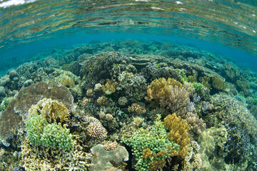 A healthy coral reef grows in extremely shallow water near Tanjung Flesko, North Sulawesi. This area, near Lembeh Strait, lies just above the equator and harbors extraordinary marine biodiversity.
