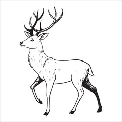 Deer   Vector 