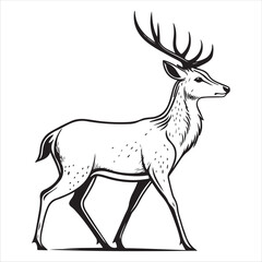 Deer   Vector 