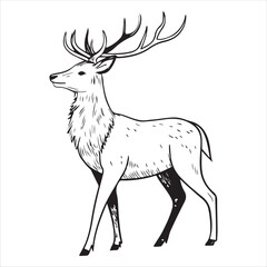 Deer   Vector 
