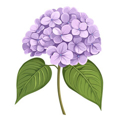 A lovely light purple hydrangea blossom a peaceful floral image