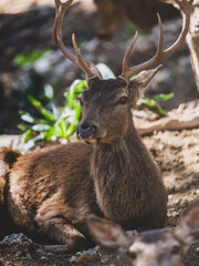 Obraz premium beautiful deer portrait