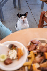 Hopeful stray cat in Greek taverna, Koroni, Messenia, Peloponnese, Greece, Europe
