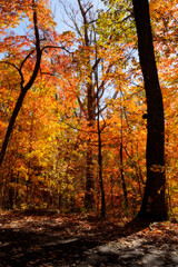 autumn, forest, fall foliage, vibrant leaves, colorful trees, sunlight, shadows, nature, outdoors, peaceful, scenic landscape.