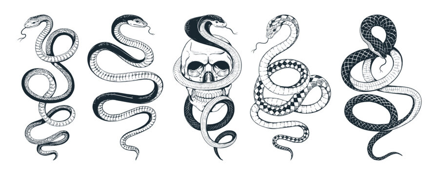 Snake tattoo. Cobra art sketch, serpent or viper python etching. Vintage asian reptile drawing. Elegant emblem or logo esoteric design. Boho black symbol. Vector flat isolated illustration