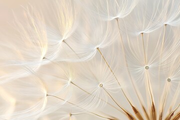Obraz premium Elegant Dandelion Seeds White Soft Background Nature Photography Delicate Floral Macro Shot Botanical Closeup Soft Light Dreamy Peaceful Serene 