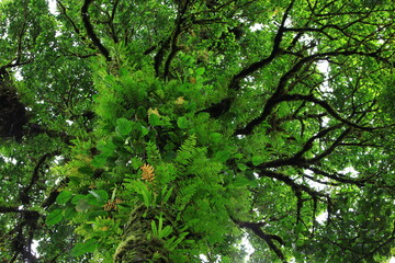 Obraz premium Dark branches of trees overgrown with moss and ferns overhead. Doi Pha Hom Pok nature trails Doi Pha Hom Pok National Park ,THAILAND 