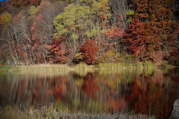Generated image - The image displays a tranquil autumn scene with a forest of vibrant trees in shades of red, orange, and yellow. 