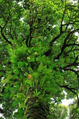 Dark branches of trees overgrown with moss and ferns overhead.
Doi Pha Hom Pok  nature trails
Doi Pha Hom Pok National Park ,THAILAND 