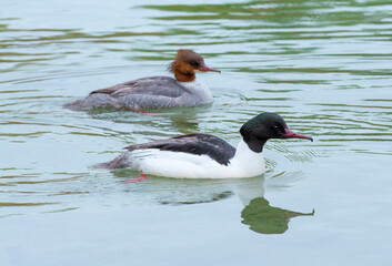 Male and female Goosander (Mergus merganser) on Lake Annecy, France