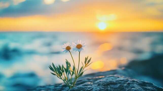 Aesthetic Sunset Moment in Nature
