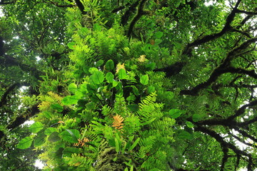 Fototapeta premium Dark branches of trees overgrown with moss and ferns overhead. Doi Pha Hom Pok nature trails Doi Pha Hom Pok National Park ,THAILAND 