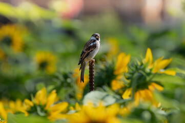 Sparrow perched on a steel pole in the middle of a field of yellow sunflowers