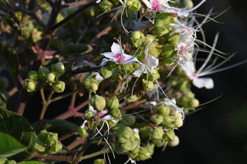 Clerodendrum trichotomum plant flowers. Its other names  harlequin glorybower, glorytree and peanut butter tree. This is a species of flowering plant in the family Lamiaceae. Wildflower.