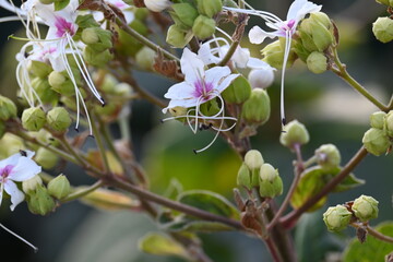 Clerodendrum trichotomum plant flowers. Its other names  harlequin glorybower, glorytree...